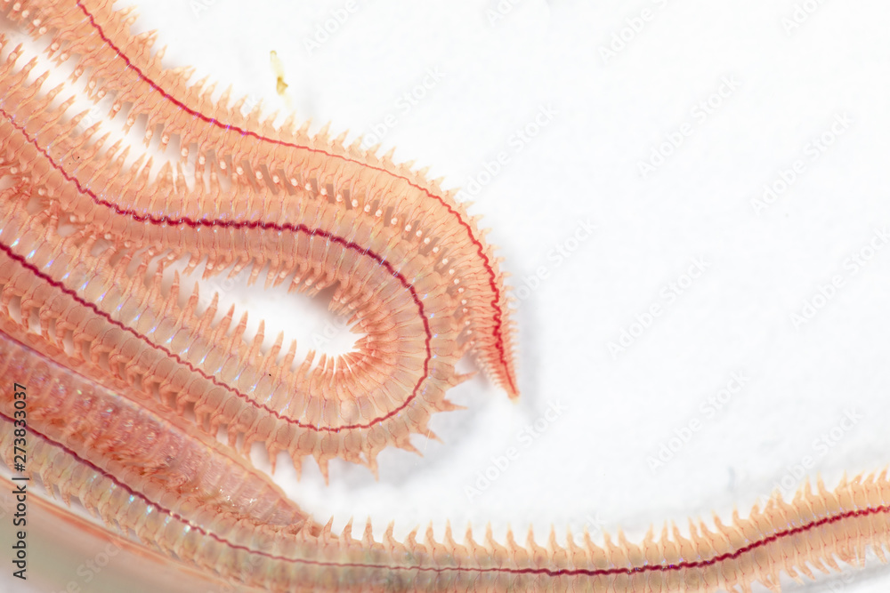 Sandworm Types Sand Worm (Perinereis sp.) is the same species as sea worms (Polychaete ...