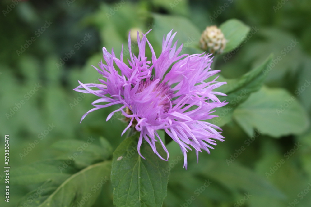 Bright pink flowers bloomed in spring. Bright pink flowers bloomed in spring.