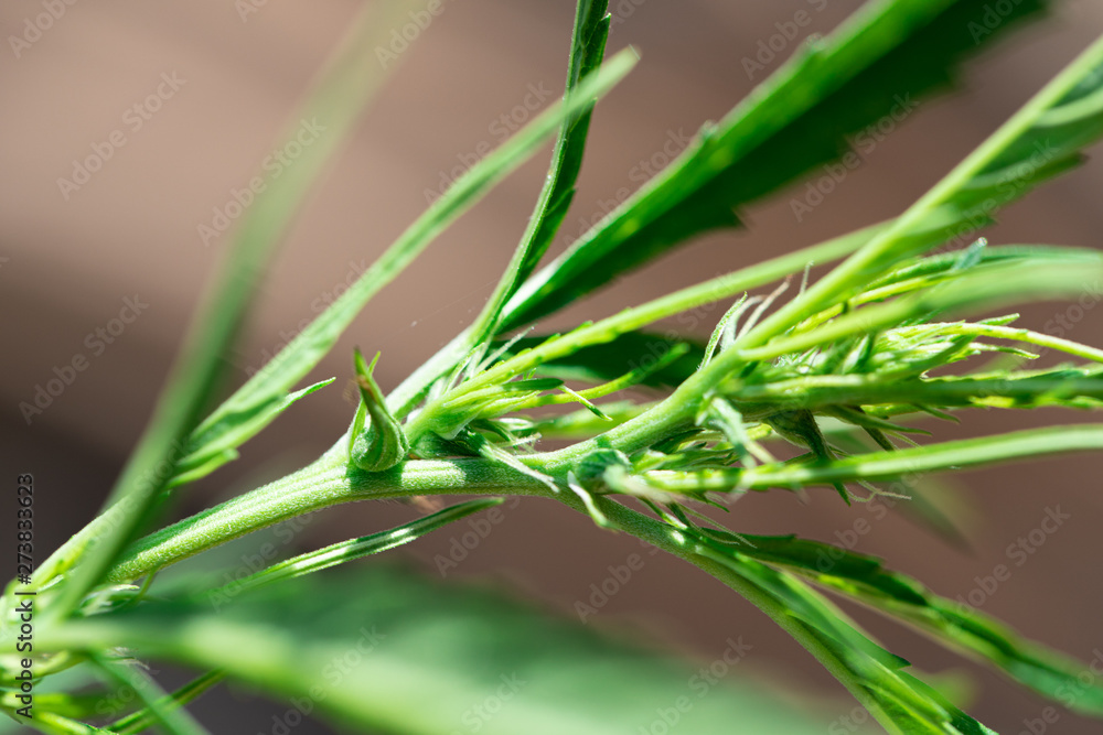 Backgrounds of Cannabis trees are growing on the ground, Used to study the treatment of diseases. Backgrounds of Cannabis trees are growing on the ground, Used to study the treatment of diseases.