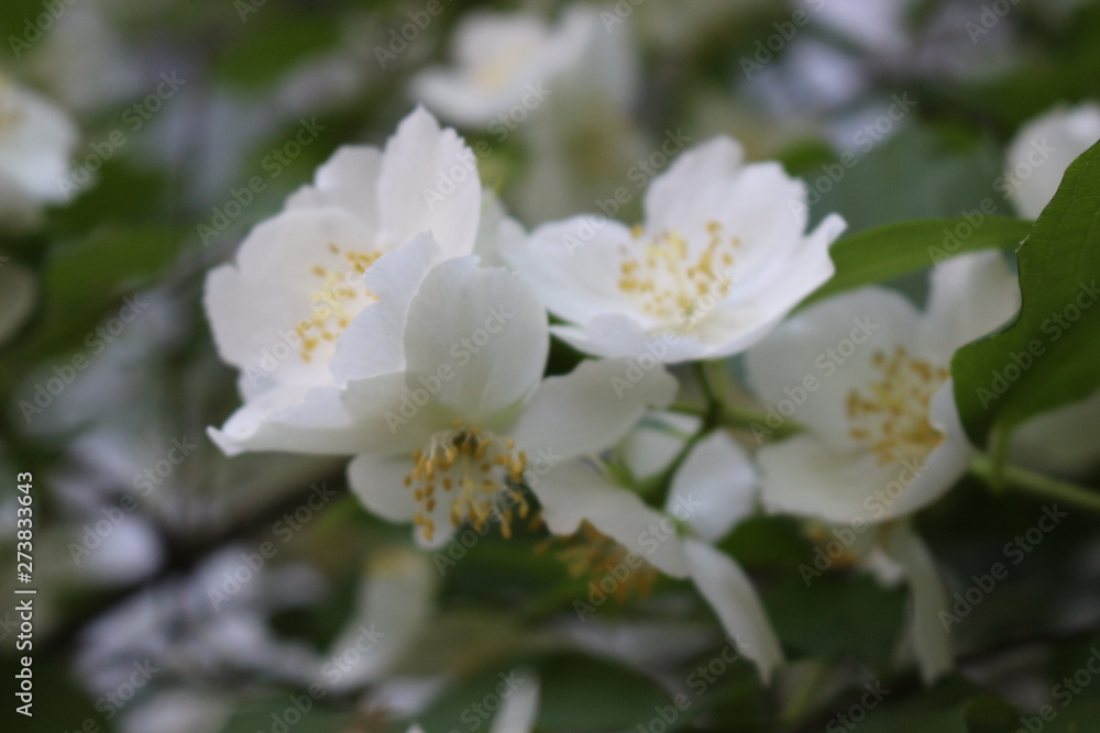 Obraz premium Jasmine bush bloomed with white fragrant flowers