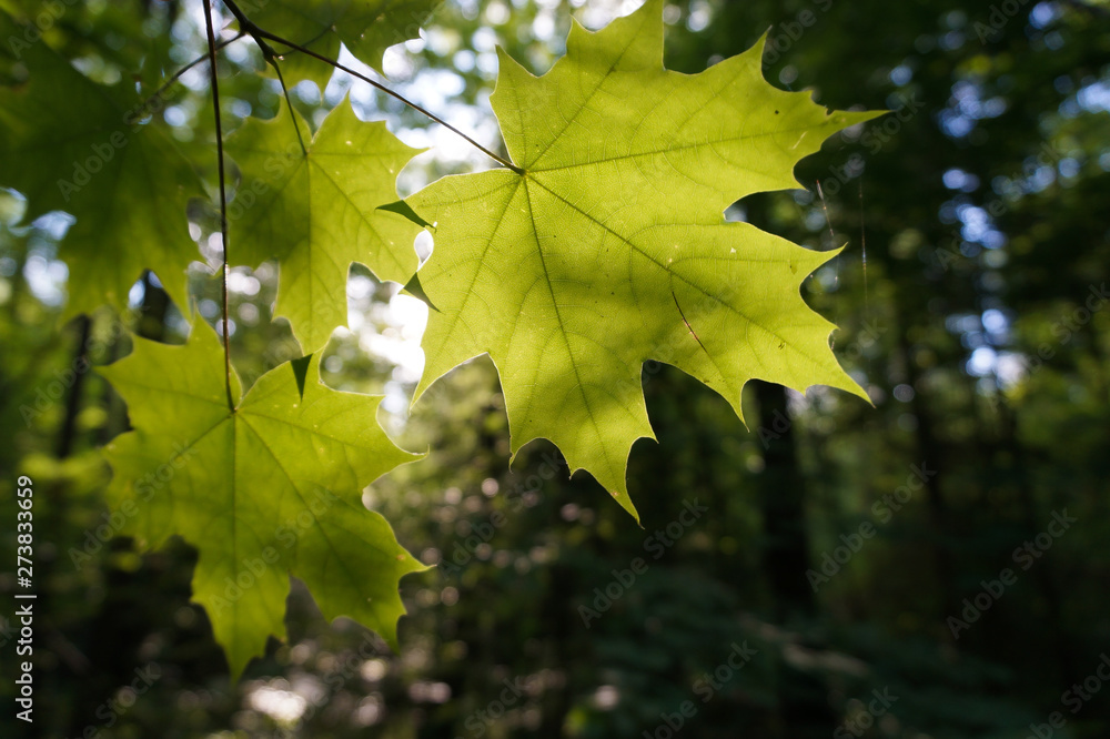green maple leaves green maple leaves