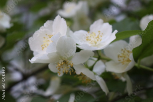  Jasmine bush bloomed with white fragrant flowers