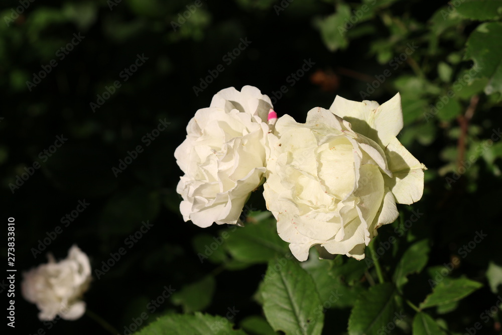 Fragrant elegant roses bloom in the garden Fragrant elegant roses bloom in the garden