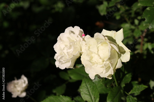 Fragrant elegant roses bloom in the garden