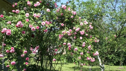 beautiful pink roses in the garden
