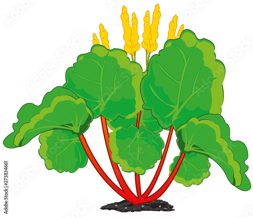 Edible plant rhubarb on white background is insulated