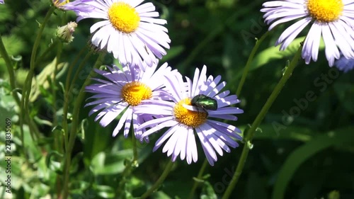 purple daisy in the garden with a beetle