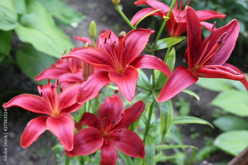 Bright red lilies bloom in the garden