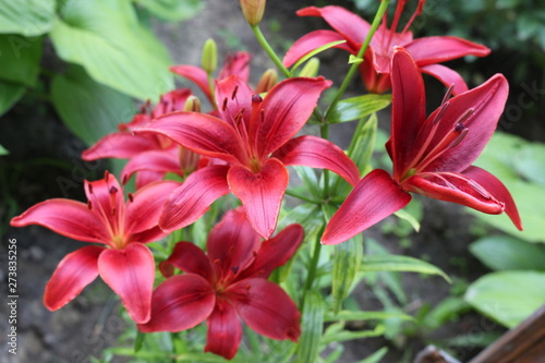 Bright red lilies bloom in the garden © Yuliya