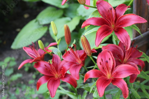Bright red lilies bloom in the garden © Yuliya