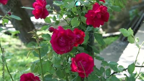 beautiful roses in the summer garden