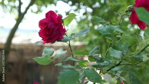 beautiful roses in the summer garden