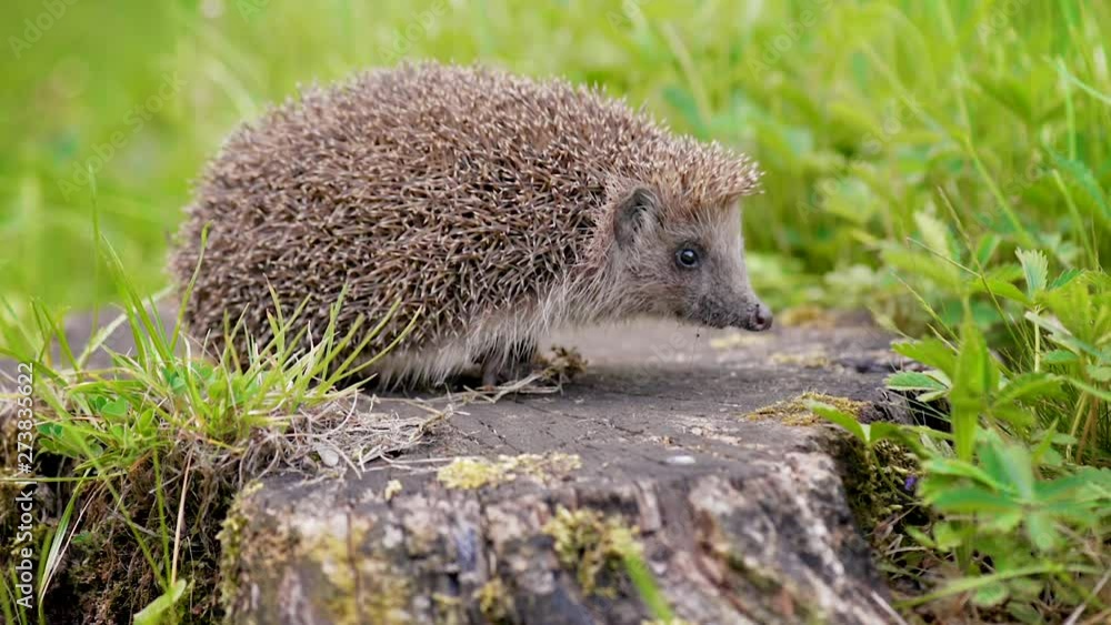 Common cute hedgehog on a stump in spring or summer forest. Young beautiful hedgehog in natural habitat outdoors in the nature. Common cute hedgehog on a stump in spring or summer forest. Young beautiful hedgehog in natural habitat outdoors in the nature.