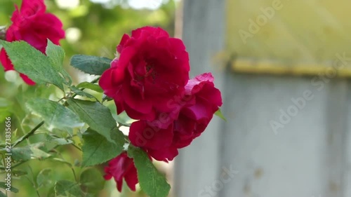 beautiful roses in the summer garden