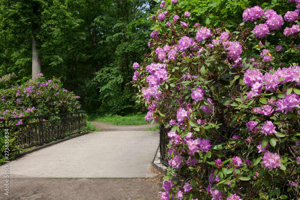 Bushes of pink rhododendron near the bridge, in the park. Bushes of pink rhododendron near the bridge, in the park.