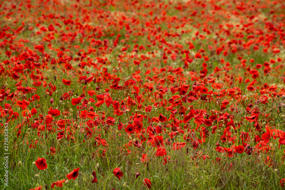 Poppy field near Kidderminster England