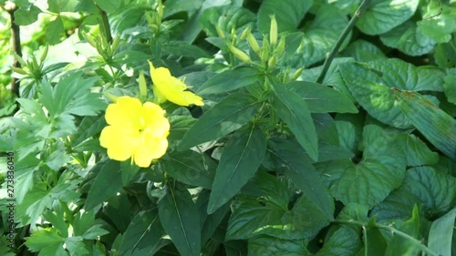 yellow flowers summer garden background