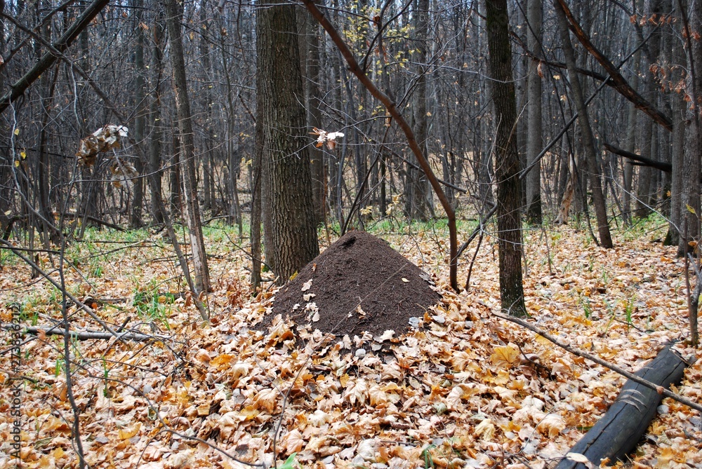 Anthill in the autumn deciduous forest. Anthill in the autumn deciduous forest.