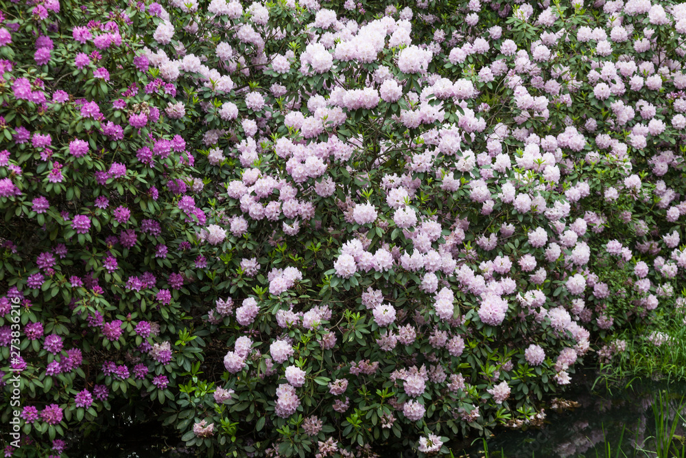 Naklejka premium White and pink rhododendron bushes at the pond.