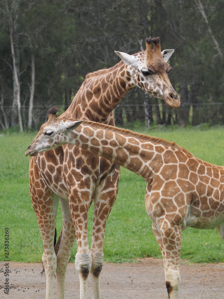 Obraz premium Baby Giraffe with Mother