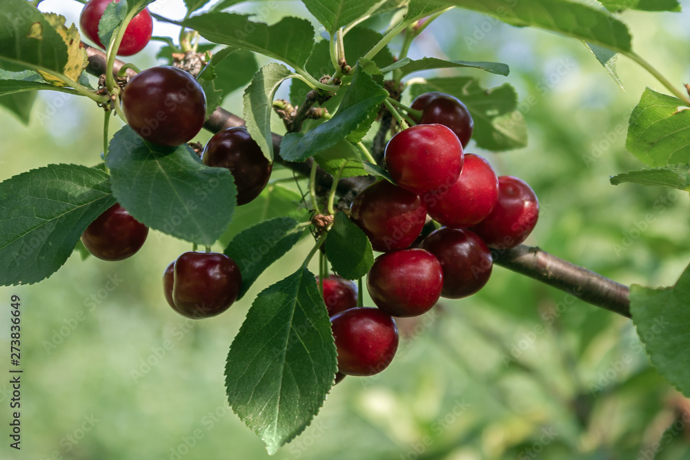Sour cherry fruits hanging on branch ready for picking