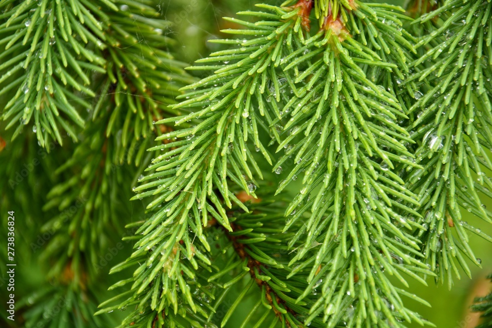 green background with spruce twigs space for your text green background with spruce twigs space for your text