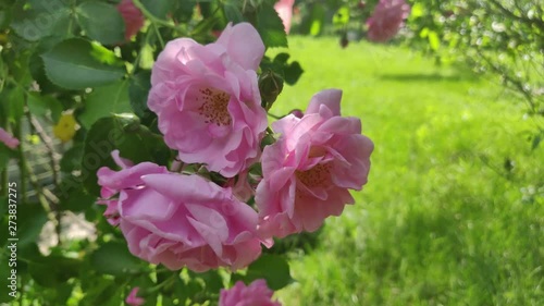 beautiful pink roses in the garden