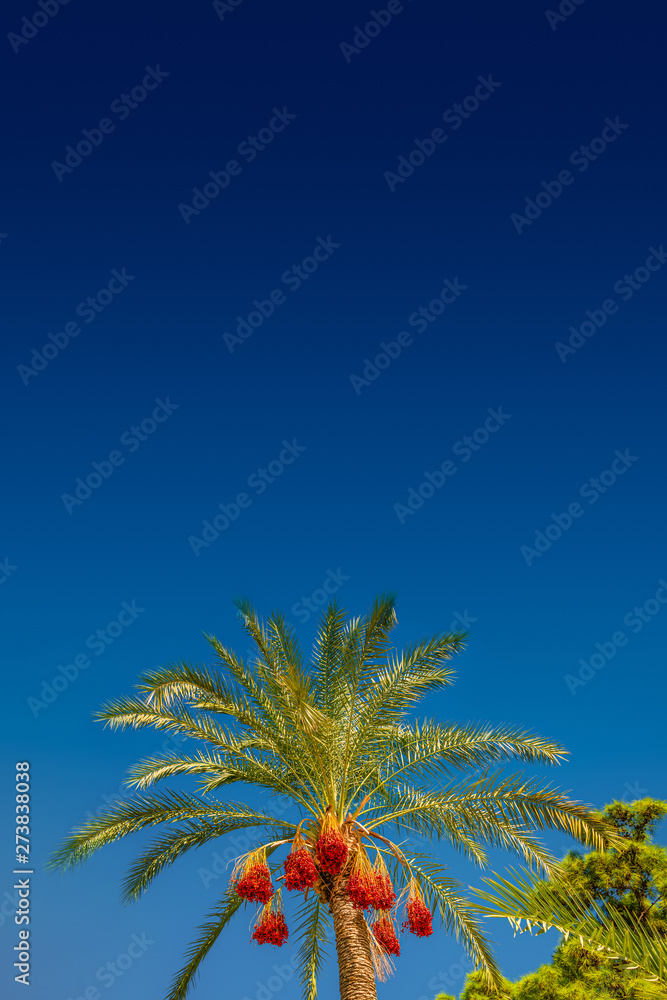 Beautiful date palm tree in front of blue sky with edible sweet fruits, Mediterranean sea Beautiful date palm tree in front of blue sky with edible sweet fruits, Mediterranean sea