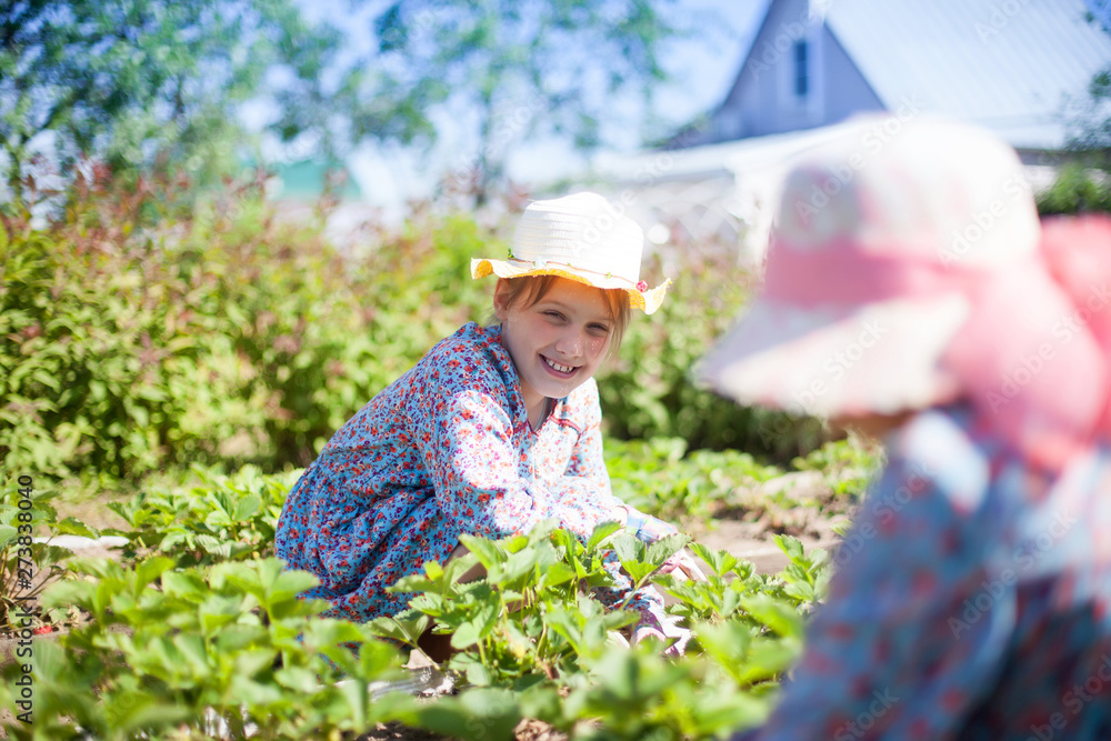 Girls weeding bed of strawberries. Girls weeding bed of strawberries.