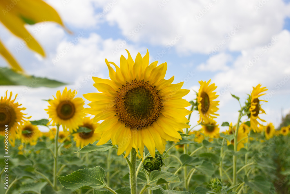 A field of sunflowers on a sunny day. Close-up. Harvest concept A field of sunflowers on a sunny day. Close-up. Harvest concept