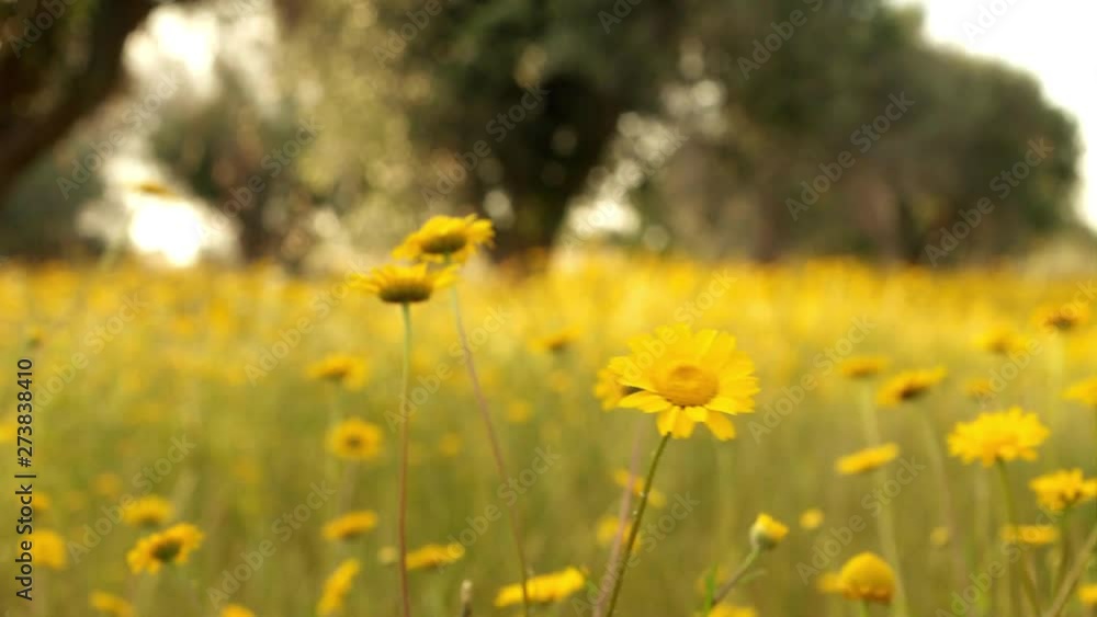 Landscape in the countryside of southern Italy in early June with flowers and wind Landscape in the countryside of southern Italy in early June with flowers and wind