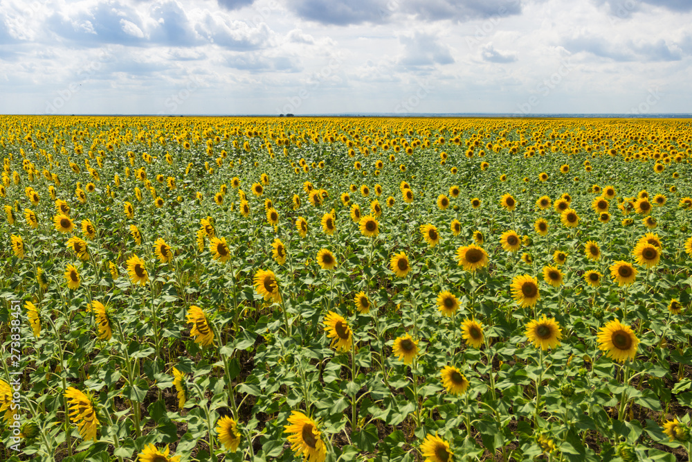 Fototapeta premium A field of sunflowers against the blue sky. Concept harvest