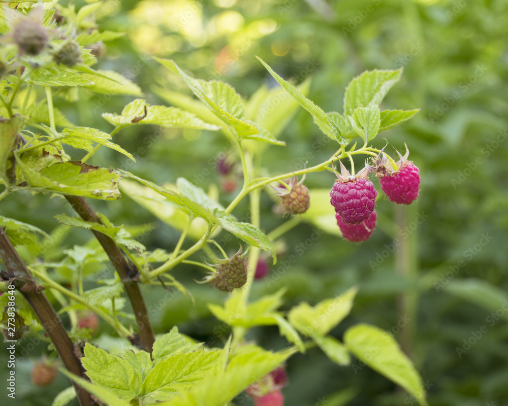 .red raspberry berries hang on the branches. raspberry plantation raspberry bush with berry. .red raspberry berries hang on the branches. raspberry plantation raspberry bush with berry.