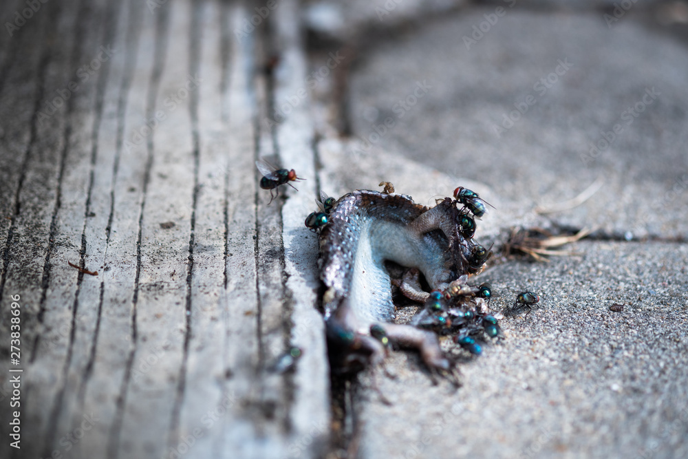 Obraz premium Close up of Flies eating lizard carcass on ground