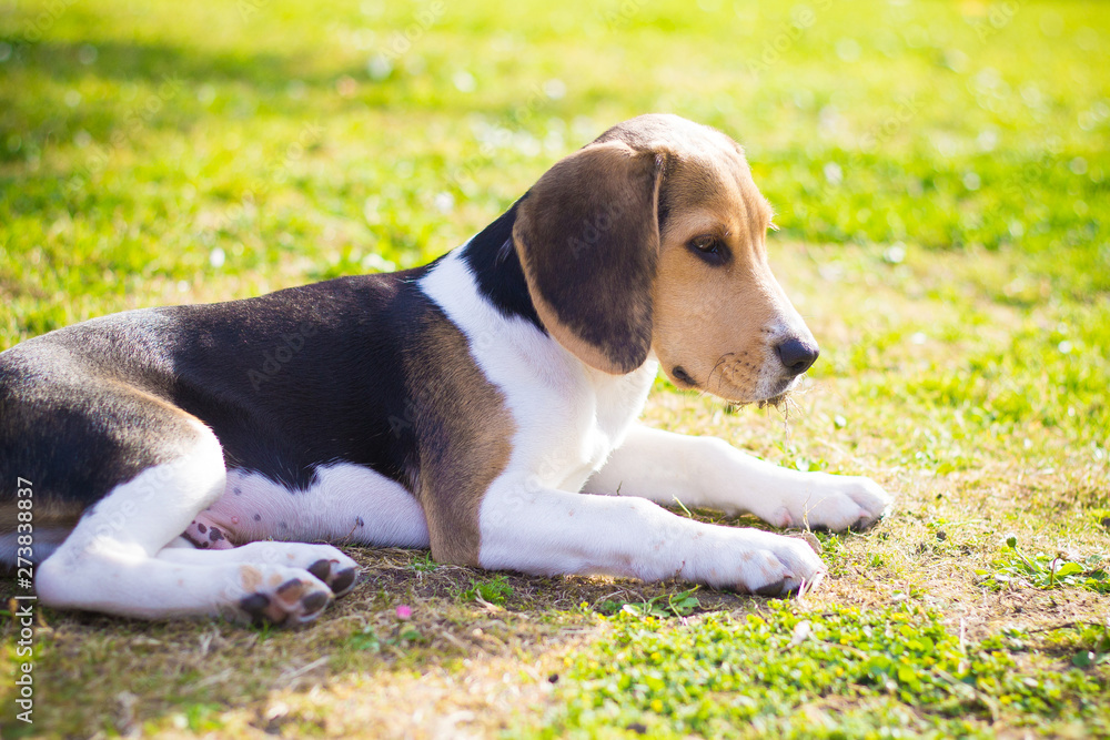 beagle paw dog laying on grass