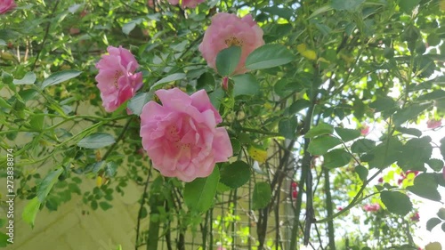 beautiful pink roses in the garden