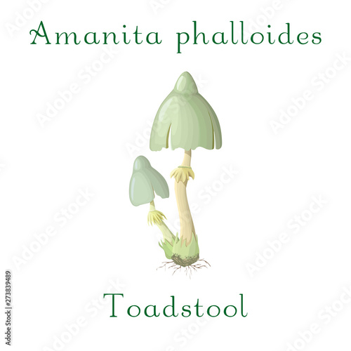 Toadstool isolated on white background. forest poisonous mushroom. Toadstool in cartoon style. Vector illustration of amanita phalloides.