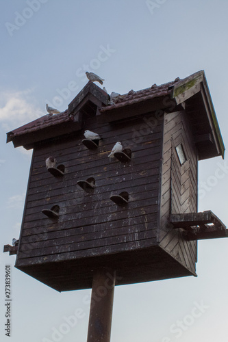  Dovecote with pigeons © Olena