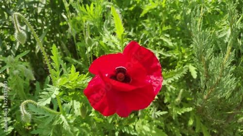 beautiful poppies in the summer garden
