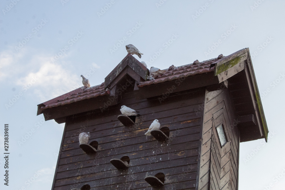  DPigeons in dovecote in the summer, nesting, wildlife and life on the farm.ovecote with pigeons