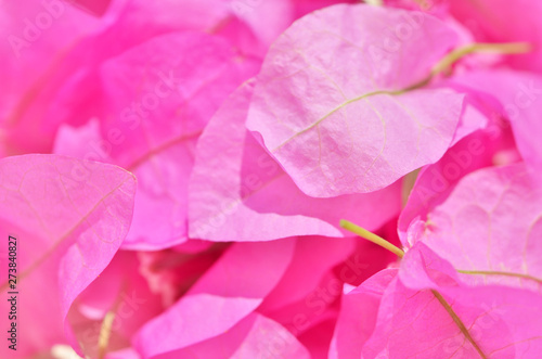 Macro photo of bougainvillea flower background. - Image