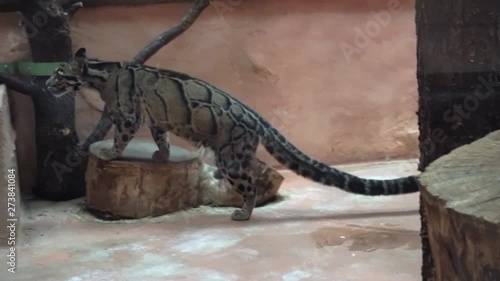Clouded Leopard walking in the cage in zoo
