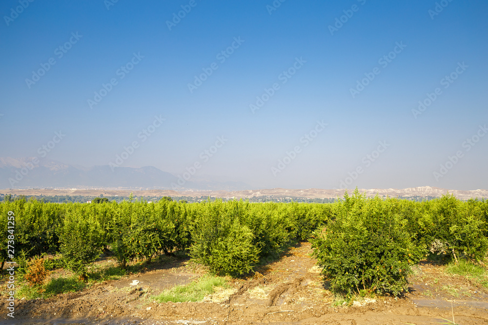 The field with smooth rows of fruit trees against the mountains in a haze of fog and bright blue cloudless sky. Fruitgrowing. Pomegranate garden in the mountains of Turkey