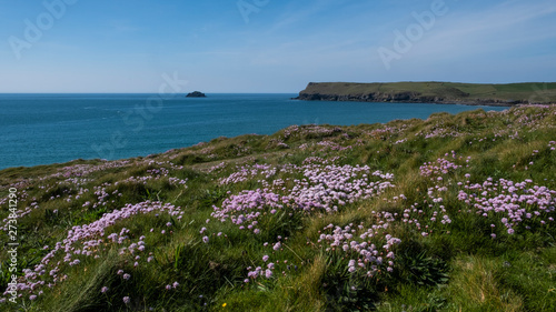 Pink sea thrift flowers, Armeria Maritima, growing on the Cornish coast Cornwall England