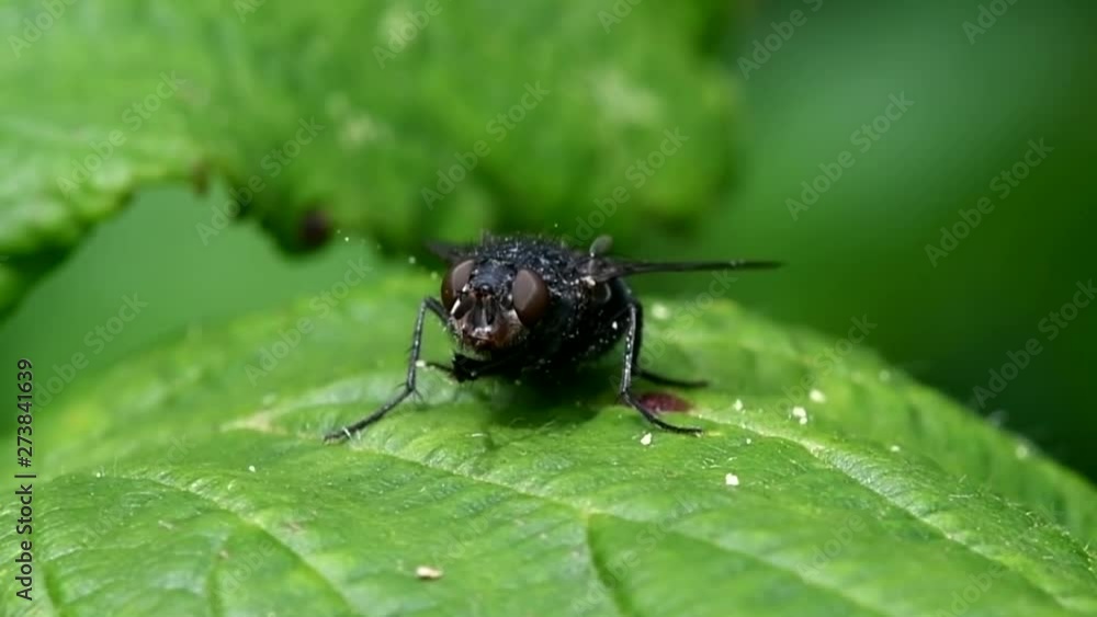 Bluebottle Fly, Bottlebee, Calliphora vomitori - washing Bluebottle Fly, Bottlebee, Calliphora vomitori - washing