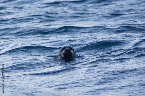 seal in water island wild animal © AxelRedder