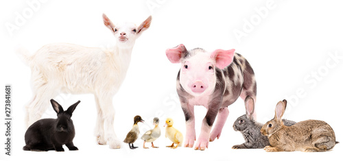 Group of cute farm animals  standing isolated on white background