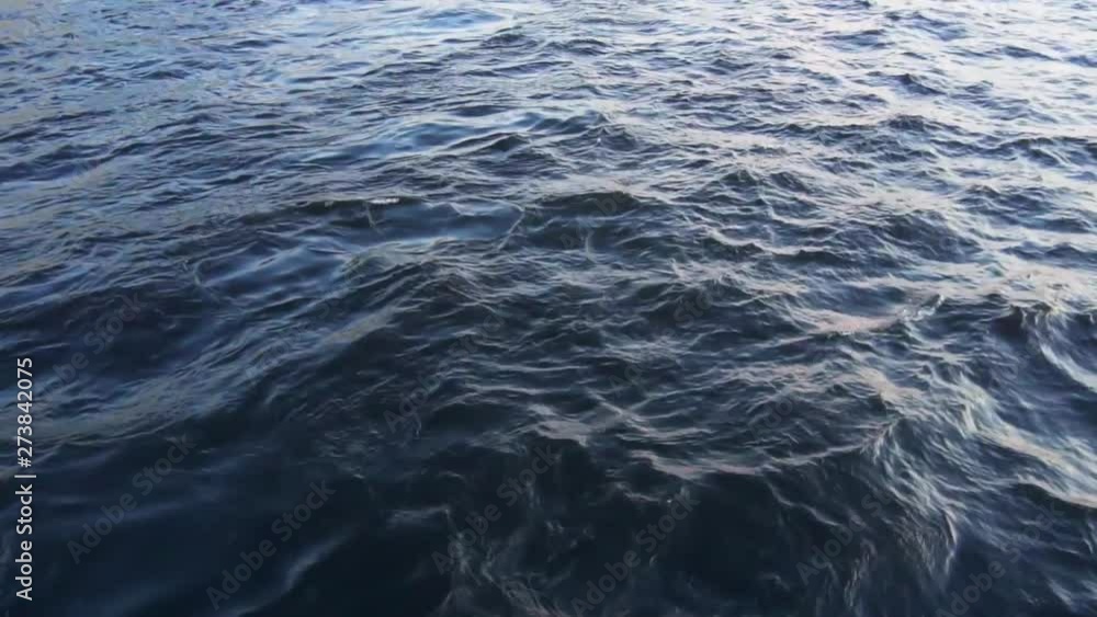 Seagull flying over water surface. Seagull flying over water surface.