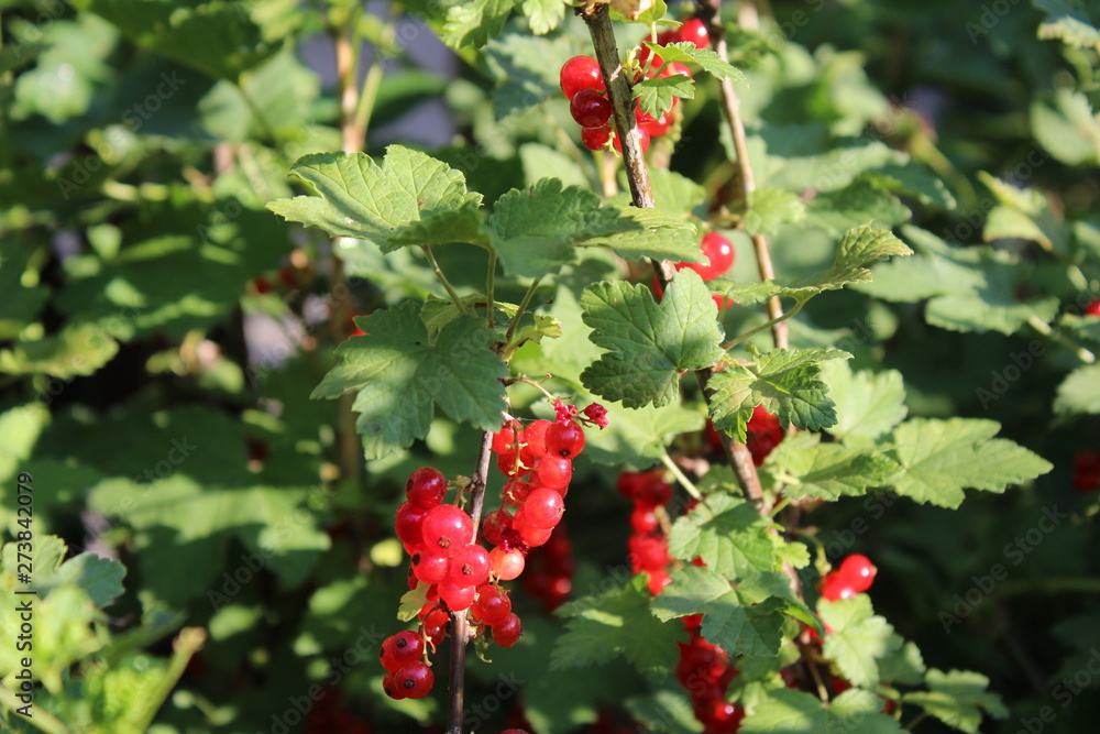Ribes rubrum commonly Red Currant cultivated in the garden, organic, macro photography Ribes rubrum commonly Red Currant cultivated in the garden, organic, macro photography