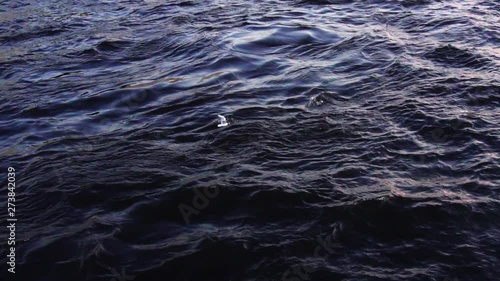 Seagull flying over water. Slow motion